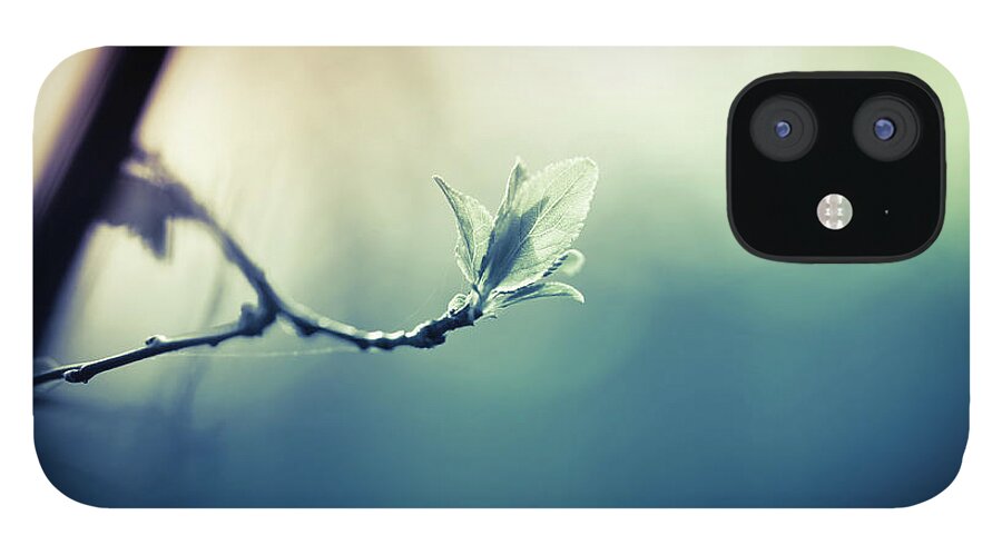 Sunlight iPhone 12 Case featuring the photograph Branch With New Leaves by Jeja
