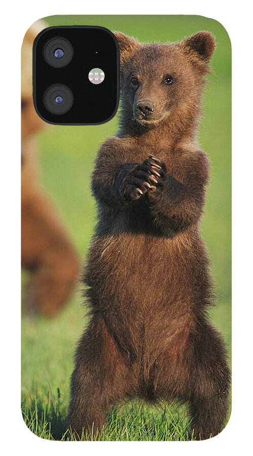 Brown Bear iPhone 12 Case featuring the photograph Brown Grizzly Bear Cub Ursus Arctos by Eastcott Momatiuk