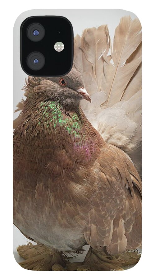 Pigeon iPhone 12 Case featuring the photograph Brown Indian Fantail Pigeon by Nathan Abbott