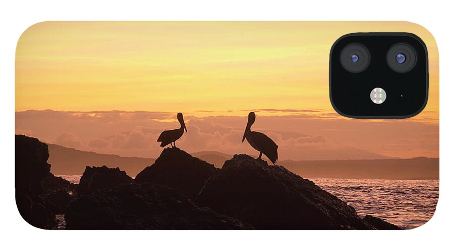 Animal iPhone 12 Case featuring the photograph Brown Pelicans On Rocky Shore by Tui De Roy