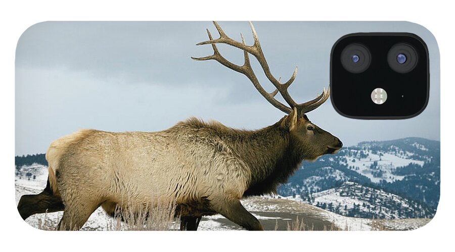 Alertness iPhone 12 Case featuring the photograph Bull Elk Walking In Snow by Mark Newman