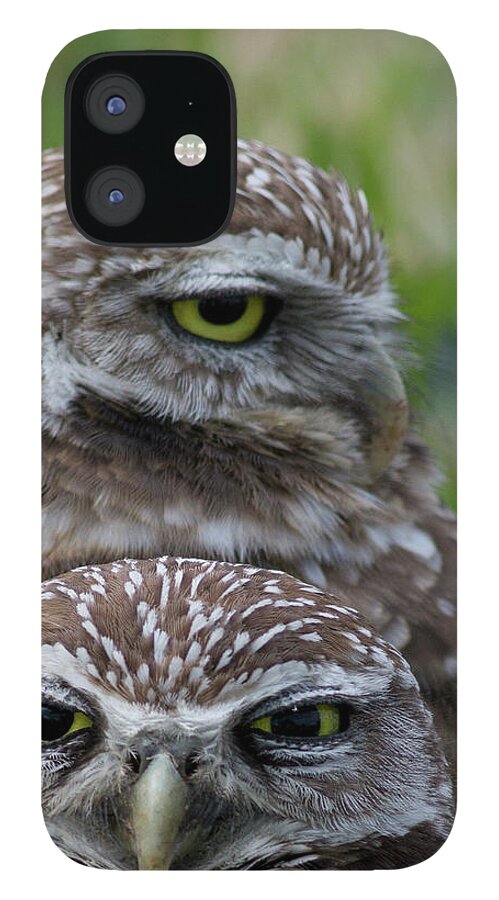 Animal Themes iPhone 12 Case featuring the photograph Burrowing Owl Baby And Mother Marathon by Jim Austin Jimages Digital Photography