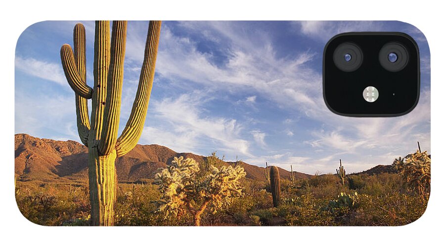 Saguaro Cactus iPhone 12 Case featuring the photograph Cactus And Desert Landscape With Bright by Kencanning