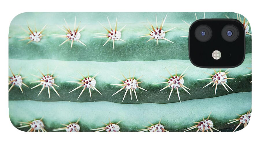 In A Row iPhone 12 Case featuring the photograph Cactus Echinopsis Candicans, Close-up by Liz Whitaker