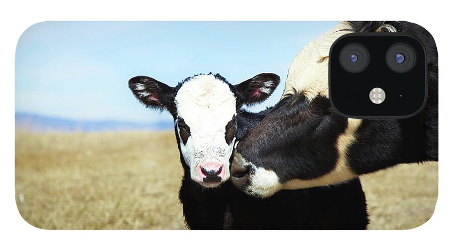Scenics iPhone 12 Case featuring the photograph Calf And Its Mother by Beklaus