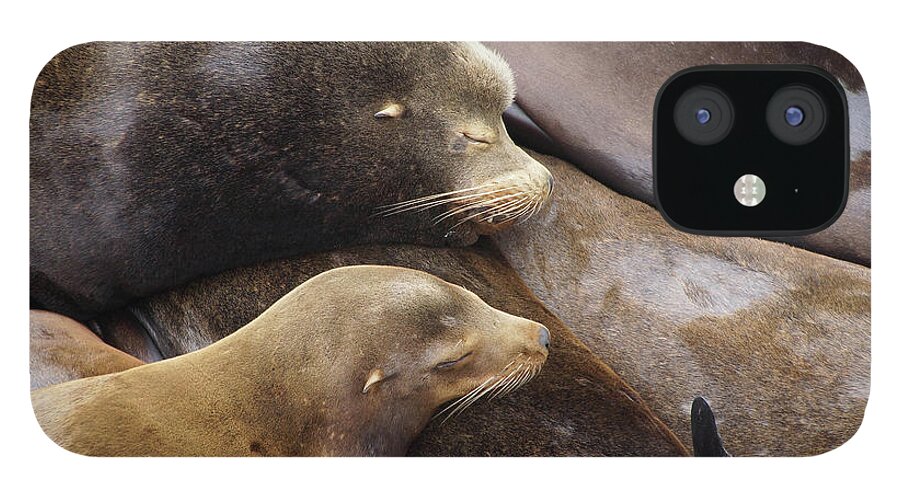 Animal iPhone 12 Case featuring the photograph California sea lions sleep in huddled piles by Steve Estvanik