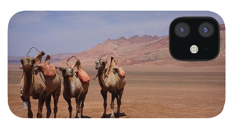Working Animal iPhone 12 Case featuring the photograph Camels On Desert With Huoyan Gobi by Huang Xin