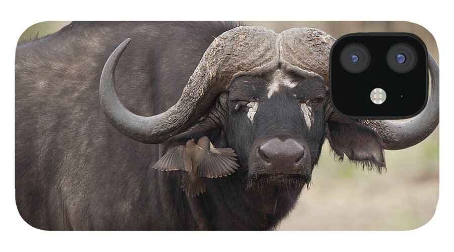 pyramide smal stilhed Cape Buffalo iPhone 12 Case for Sale by Annick Vanderschelden Photography