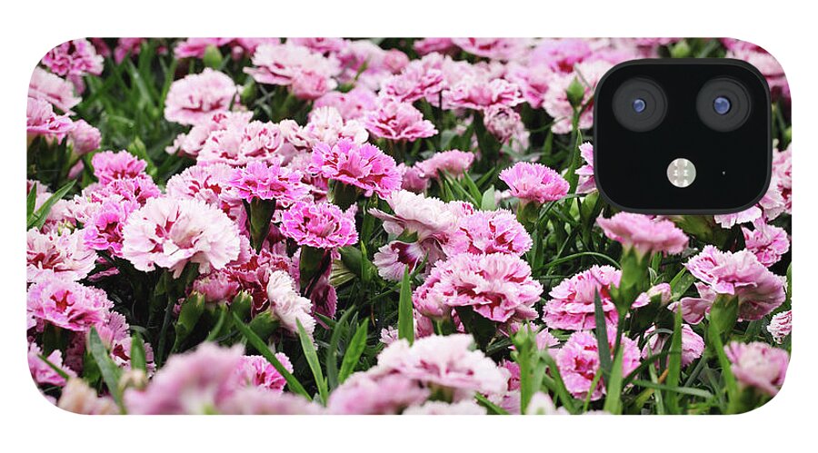 Flowerbed iPhone 12 Case featuring the photograph Carnation by Samxmeg