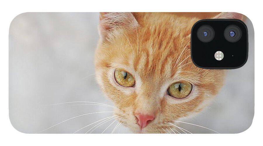 Pets iPhone 12 Case featuring the photograph Cat In Orange Color by Lilia Petkova