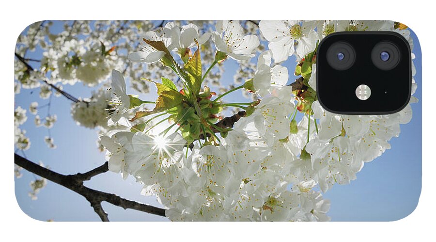 Clear Sky iPhone 12 Case featuring the photograph Cherry Blossom, Close Up by Martin Ruegner