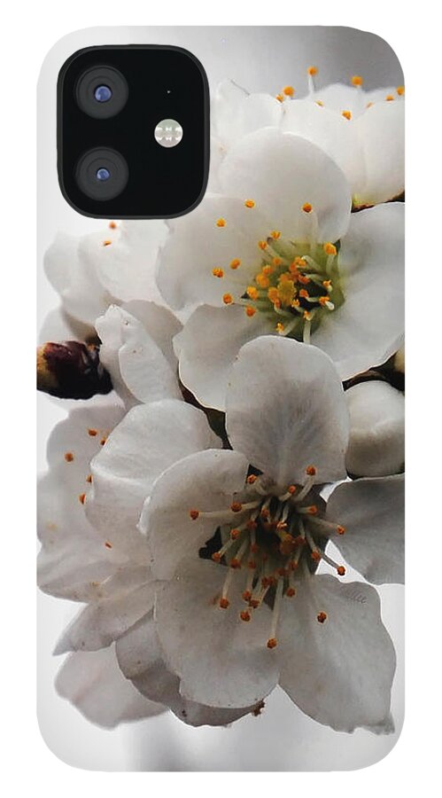 Flowers iPhone 12 Case featuring the photograph Cherry Blossoms by Vallee Johnson