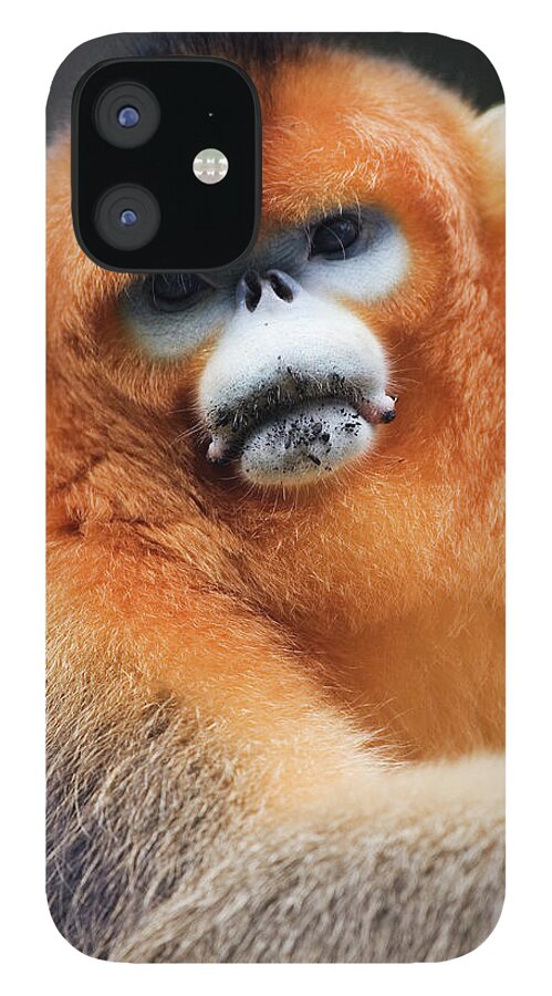 Animal Themes iPhone 12 Case featuring the photograph China, Shaanxi Province, Golden Monkey by Jeremy Woodhouse