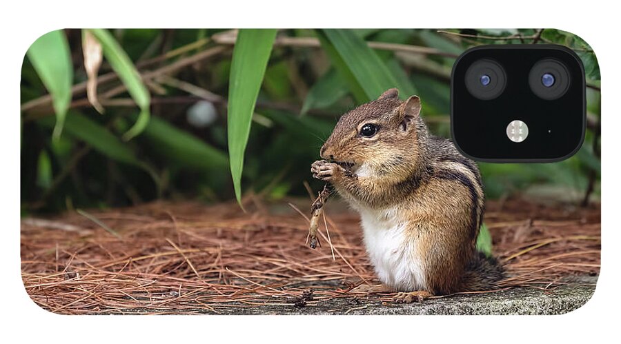 Chipmunk iPhone 12 Case featuring the photograph Chip the naughty munk by Sam Rino