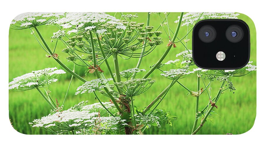 Outdoors iPhone 12 Case featuring the photograph Close-up Of A Giant Hogweed Growing In by Lucentius