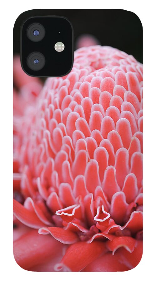 Petal iPhone 12 Case featuring the photograph Close Up Of Torch Ginger by I'm Kazuo Ichikawa, Residing In Tokyo, Japan. I Have A Profo