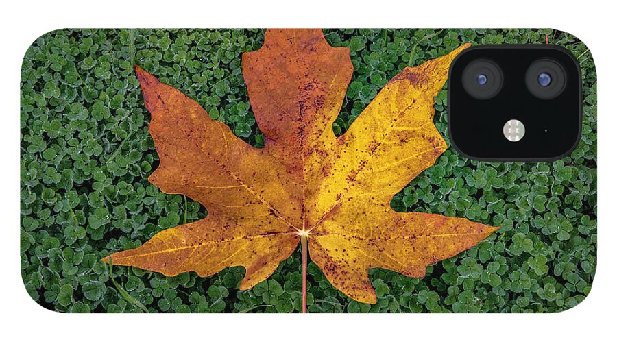  iPhone 12 Case featuring the photograph Clover Leaf Autumn by G Lamar Yancy