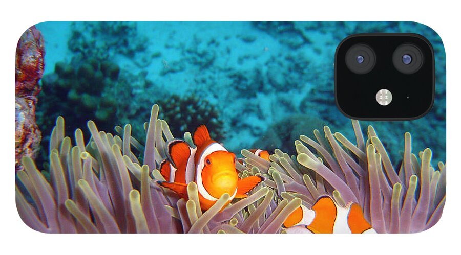 Underwater iPhone 12 Case featuring the photograph Clown Fishes by Takau99