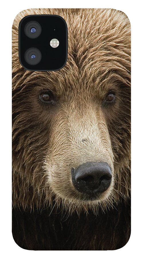 Wild iPhone 12 Case featuring the photograph Coastal Brown Bear closeup by Gary Langley