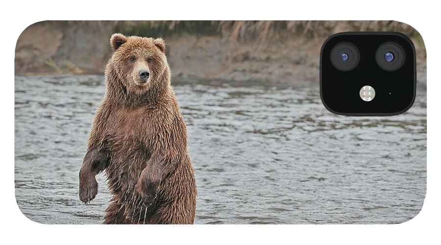 Wild iPhone 12 Case featuring the photograph Coastal Brown Bears On Salmon Watch by Gary Langley
