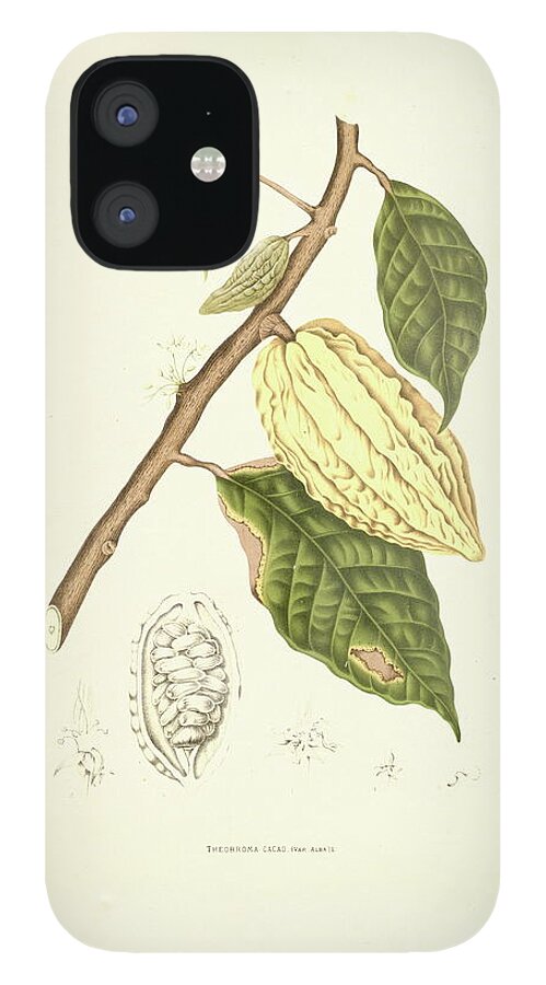 Cacao Tree iPhone 12 Case featuring the digital art Cocoa Tree | Antique Plant Illustrations by Nicoolay