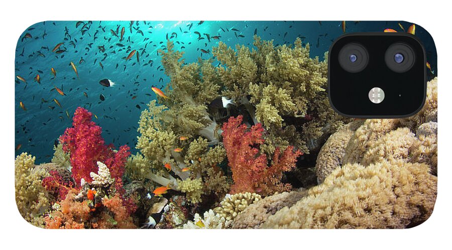 Underwater iPhone 12 Case featuring the photograph Colorful Corals by Lea Lee