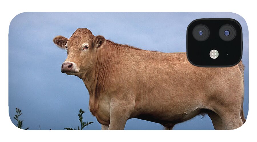Grass iPhone 12 Case featuring the photograph Cow Against The Sky by Nwg Photography