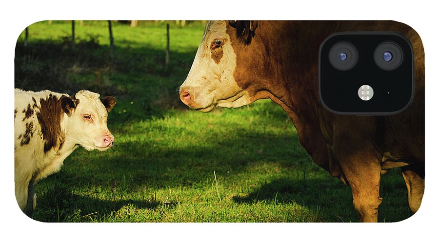 Shadow iPhone 12 Case featuring the photograph Cow And Calf by Miguel Cabezas Centeno