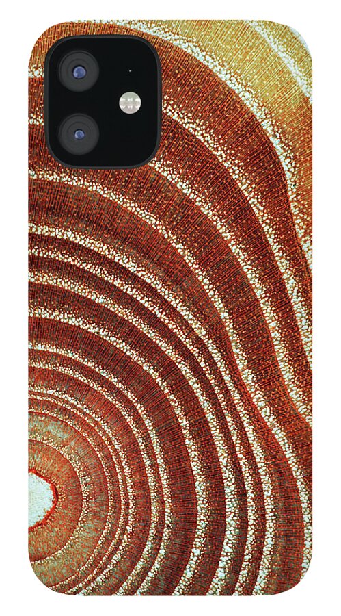 Aging Process iPhone 12 Case featuring the photograph Cross Section Of Tree Trunk Showing by Georgette Douwma