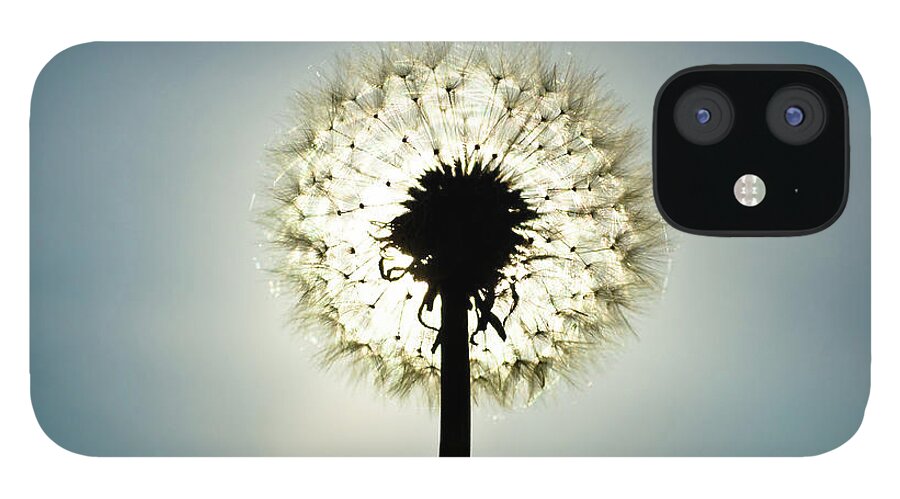 Outdoors iPhone 12 Case featuring the photograph Dandelion In Sun by Photographer Mikael Nyberg