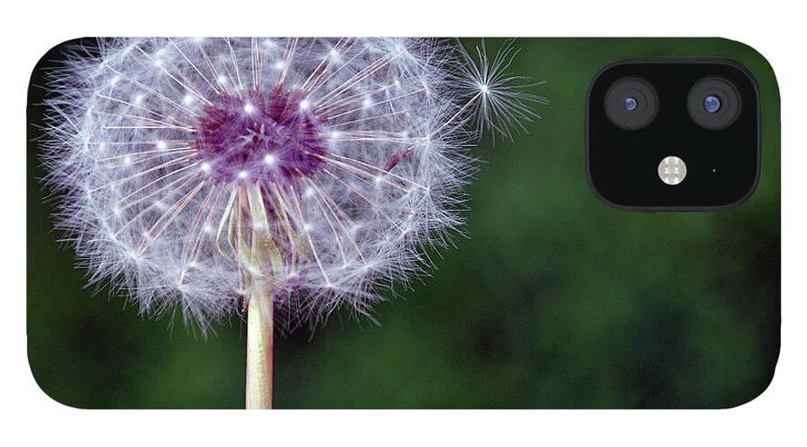 Outdoors iPhone 12 Case featuring the photograph Dandelion Seed Pod by Déco'style Balexia87