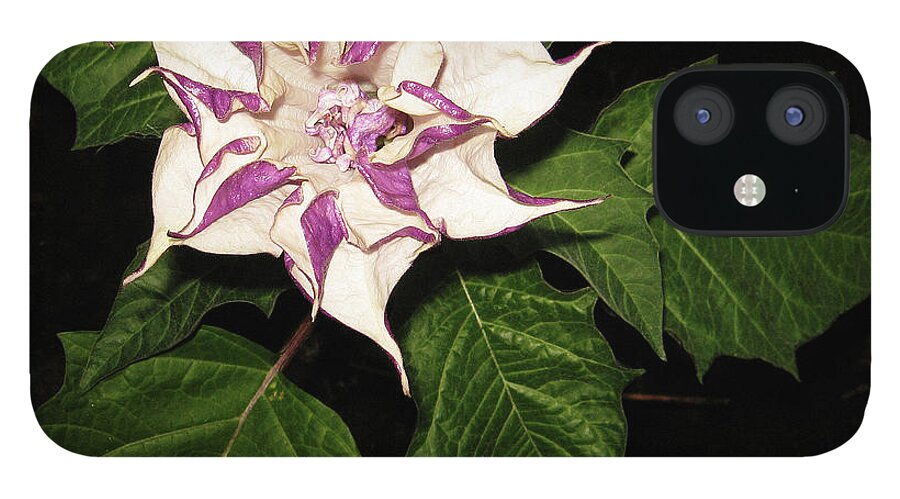 Black Background iPhone 12 Case featuring the photograph Datura Metel Indian Thorn Apple by Farmer Images