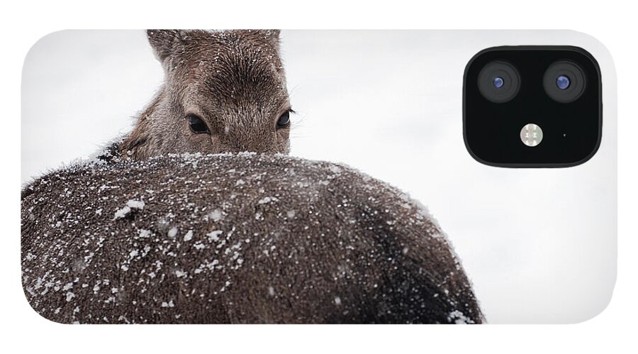 Looking Over Shoulder iPhone 12 Case featuring the photograph Deer by Photography By Daniel Hans Peter Christensen