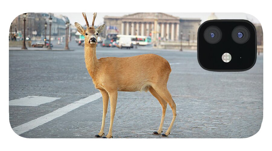 Out Of Context iPhone 12 Case featuring the photograph Deer Standing At Place Concorde by Chris Tobin