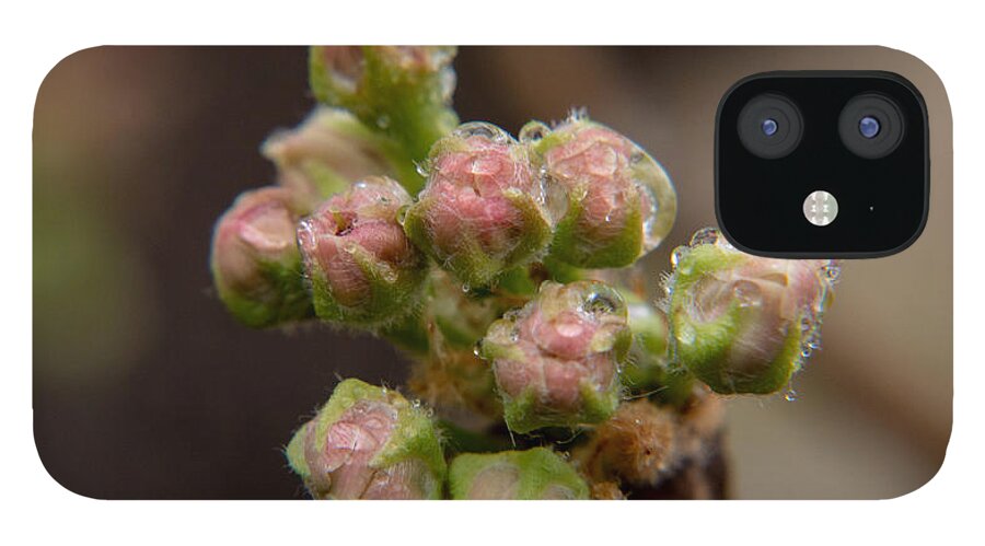 Flowers iPhone 12 Case featuring the photograph Dewey Buddies by Ivars Vilums