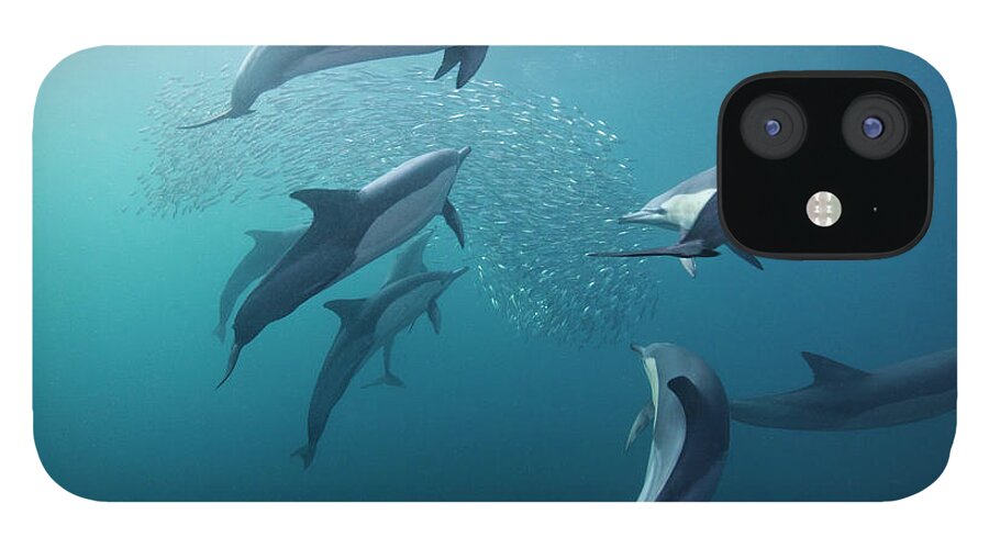 Underwater iPhone 12 Case featuring the photograph Dolphin With Sardines Fish by Dmitry Miroshnikov