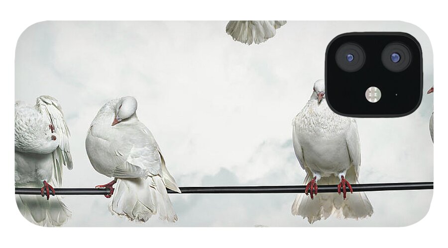 Outdoors iPhone 12 Case featuring the photograph Doves Perched On Wires, One Flying Away by Gandee Vasan