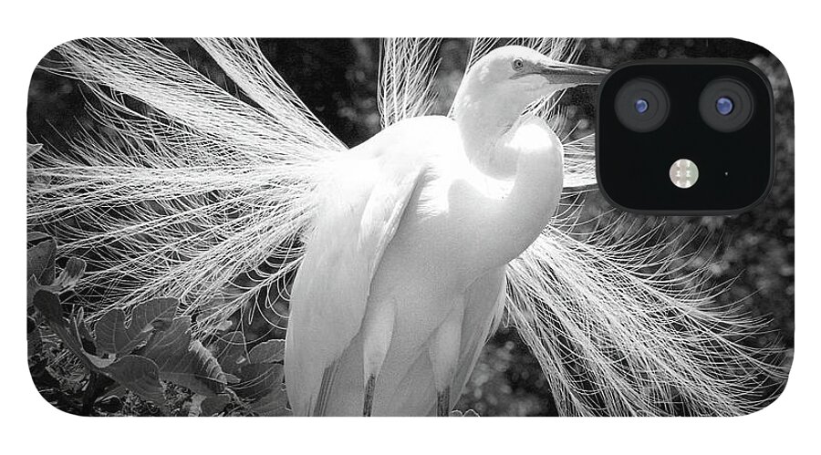 Egret iPhone 12 Case featuring the photograph Egret Display by Jerry Griffin