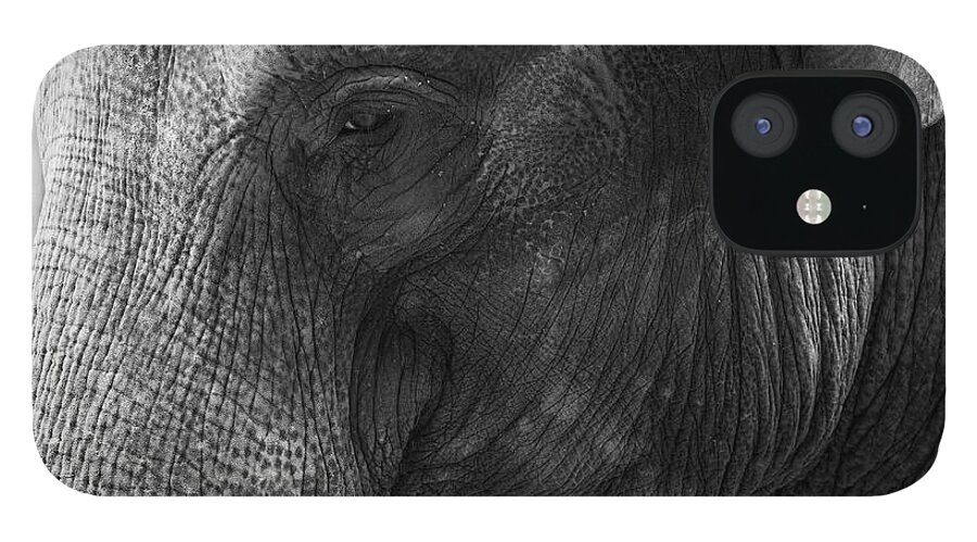 Animal Themes iPhone 12 Case featuring the photograph Elephant by Andrew Dernie