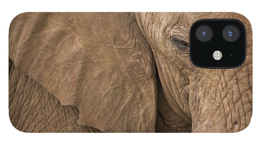 Sebastian Kennerknecht iPhone 12 Case featuring the photograph Elephant Bull Close-up by Sebastian Kennerknecht