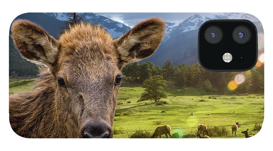 Scenics iPhone 12 Case featuring the photograph Elk In Meadow by Brad Mcginley Photography