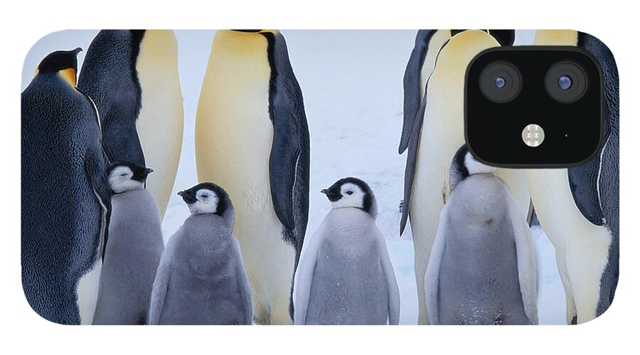 Care iPhone 12 Case featuring the photograph Emperor Penguins And Chicks Aptenodytes by Art Wolfe