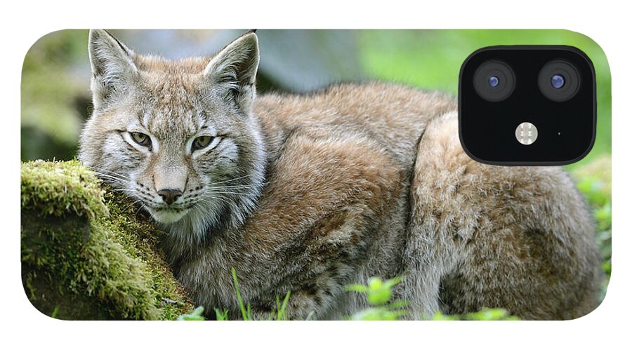 Alertness iPhone 12 Case featuring the photograph European Lynx by Ronald Wittek