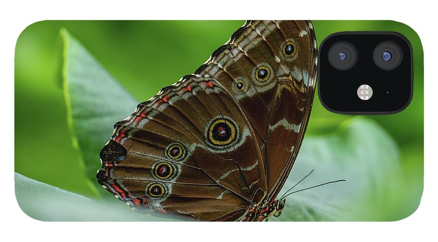 Common Buckeye iPhone 12 Case featuring the photograph Eye of the Beholder by Arthur Oleary