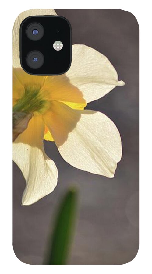 Flower iPhone 12 Case featuring the photograph Facing the Sun by Lisa Burbach