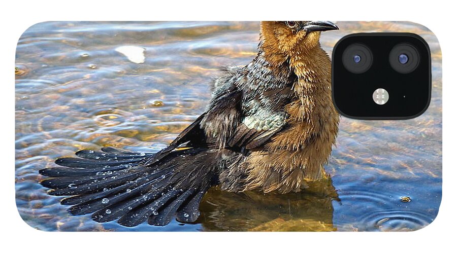 Grackle iPhone 12 Case featuring the photograph Female Boat-tailed Grackle is Taking a Splash Bath by Lyuba Filatova