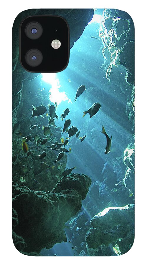 Underwater iPhone 12 Case featuring the photograph Fish Shelter In Underwater Cave, Egypt by Joost Van Uffelen