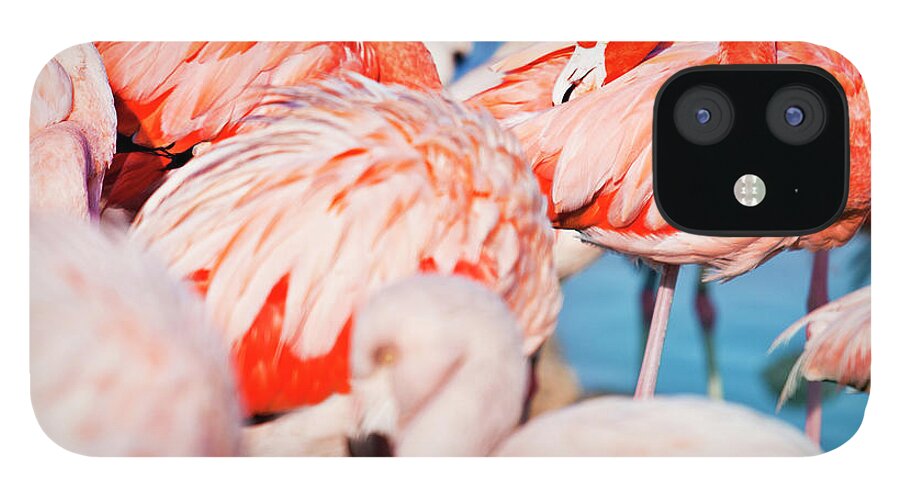 Extreme Terrain iPhone 12 Case featuring the photograph Flamingos by Xavierarnau