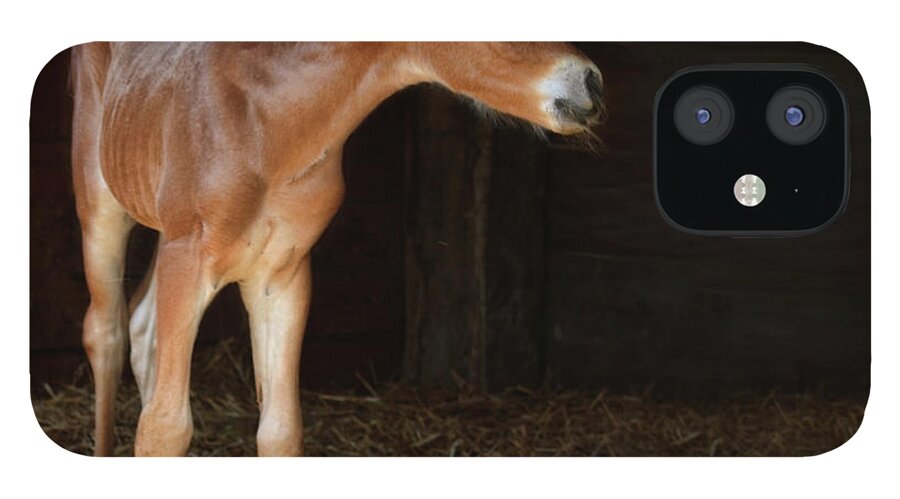 Horse iPhone 12 Case featuring the photograph Foal In A Stable by Christiana Stawski