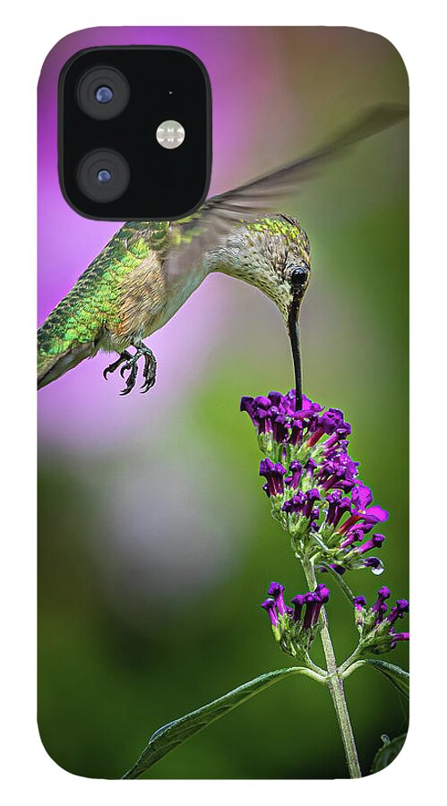 Hummingbird iPhone 12 Case featuring the photograph From the Top - Springfield MO by Allin Sorenson